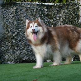 Sashenka - Siberian Husky