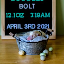 Aussiedoodle, Double Doodle, Goldendoodle, and Poodle Puppies from Hope’s Doodles