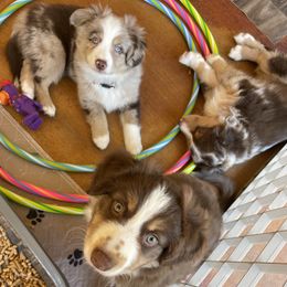 Miniature Australian Shepherd Puppies from Integrity Aussies Tx