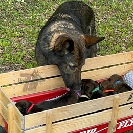 German Shepherd Puppies from 7OaksK9