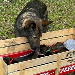 German Shepherd Puppies from 7OaksK9