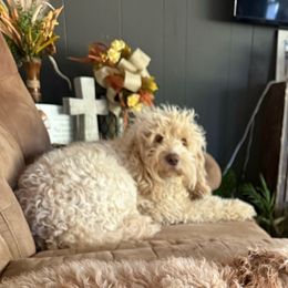 Honey - Cockapoo