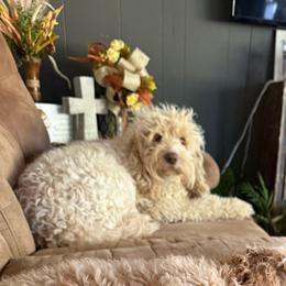 Honey - Cockapoo