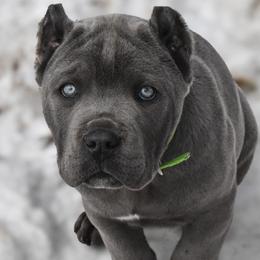 Green - Gray male Cane Corso puppy in Sault Ste Marie, Michigan from Willow Creek Cane Corsos