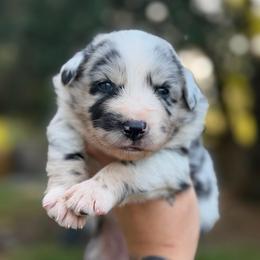 Alaska - Blue merle female Australian Shepherd puppy in Polk City, Florida from Skaky Shepherds