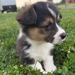 Rio - Black and white male American Corgi puppy in Scottown, Ohio from Wyndy Ridge Corgis