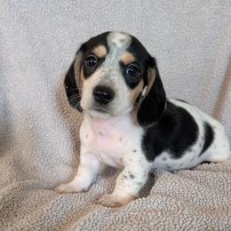 Orange Boy - Piebald male Dachshund puppy in Cypress, California from Ferrario Dachshunds