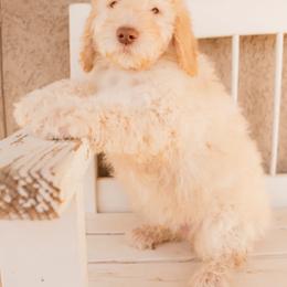 Aussiedoodle and Goldendoodle Puppies from Ever After Doodles Arizona