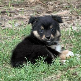 Black tri white left paw - Black tri male Miniature Australian Shepherd puppy in Graham, North Carolina from Thompson Farm Mini Aussies