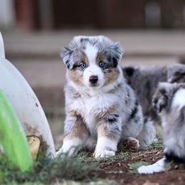 Miniature American Shepherd, Miniature Australian Shepherd, and Toy Australian Shepherd Puppies from Shooting Stars Ranch Toy and Mini Aussies