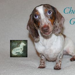Charlotte Grace - Dachshund