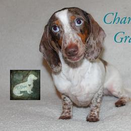 Charlotte Grace - Dachshund