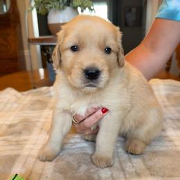 Green boy - Golden male Golden Retriever puppy in Macy, Indiana from Macy Golden Meadows