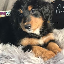 Bernedoodle and Goldendoodle Puppies from Camp Doodle Woods