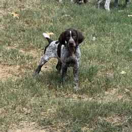 German Shorthaired Pointer Puppies from Royal Chaos GSP
