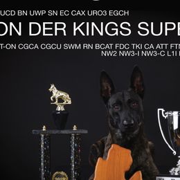 Bluetick Coonhounds and Dutch Shepherds from Guardian K9s