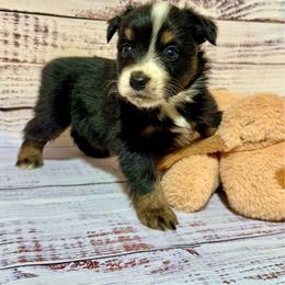 Black tri male - Black tri male Miniature Australian Shepherd puppy in Lemon Cove, California from Magic Ranch Mini Aussies