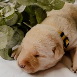 Dilute Retriever Puppies from Weathervane Labs
