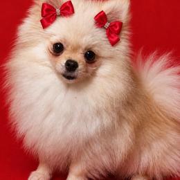 YUMI KOREAN TEDDY BEAR FACE SMALL - Cream female Pomeranian puppy in Orlando, Florida from Denise’s Puppies