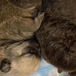 Pomeranians from Nikki’s Poms