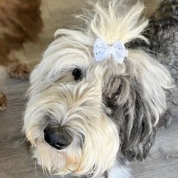 Zoey - Sheepadoodle
