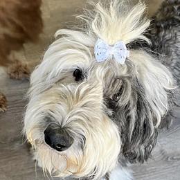 Zoey - Sheepadoodle