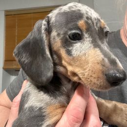 Joan Jett - Blue and tan female Dachshund puppy in Nampa, Idaho from 208 Wiener Wiggle Butts LLC