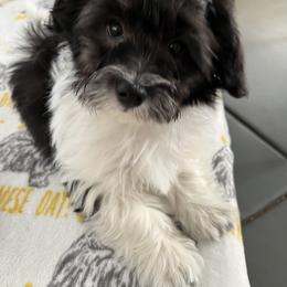 SIENNA - Black and white female Havanese puppy in Pima County, Arizona from Havanese of the Sonoran Desert
