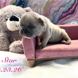 Star - Blue fawn female French Bulldog puppy in Riverview, Florida from The Frenchie Lady Co.