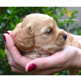 Cockapoo Puppies from Chesley Hill Cockapoos
