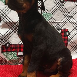 Jack - Black and rust male Doberman Pinscher puppy in Winchester, Ohio from 32 Farms