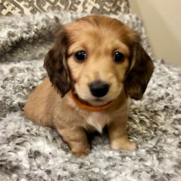 Moana - Cream Dachshund puppy in Fullerton, California from Lake Forest Cream Dachshunds