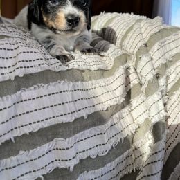 Dachshund Puppies from Weiner Dog Ranch