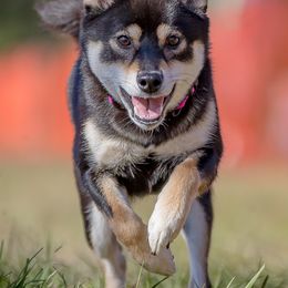 Shiba Inu from Boomlay Shiba