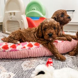 Belinda - Red female Cavapoo puppy in Beresford, South Dakota from DAKOTA DOOD RANCH