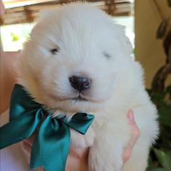 Kodiak - White male Samoyed puppy in Downey, Idaho from Seven Diamond Samoyeds