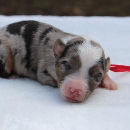 Birch - Blue merle male Miniature Australian Shepherd puppy in Bauxite, Arkansas from J & B Mini Aussies