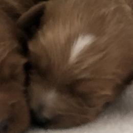 Male 2 - Red  male Goldendoodle puppy in Fredericksburg, Ohio from Timshell Farm Specialty Crossbreed Puppies