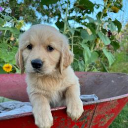 Dolly - Light golden female Golden Retriever puppy in Bountiful, Utah from Everest's Golden Legacy