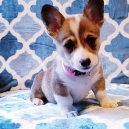 American Corgi and Pembroke Welsh Corgi Puppies from Whimsical Treasure Corgis