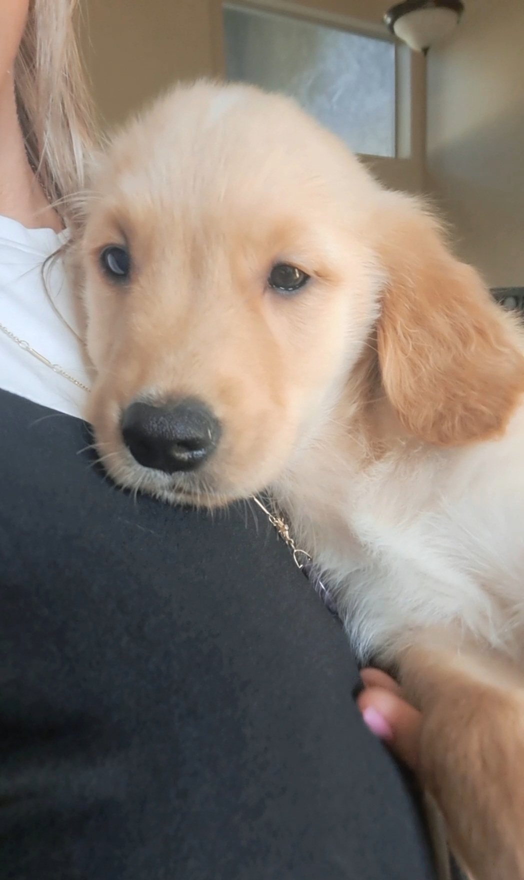 Bear - Golden Golden Retriever puppy in Maricopa, Arizona from Daisy's Golden Kisses- Golden Retrievers of Arizona