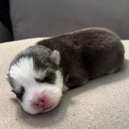 5th born and female puppy - Black and white female Pomsky puppy in West Sacramento, California from Pinkie's Pomskies