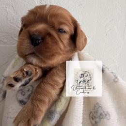 Cavalier King Charles Spaniel and Cavapoo Puppies from Unicorn Tears and Cavaliers