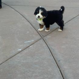 Perrote - Black tan and white male Bernese Mountain Dog puppy in Ramona, California from Buendias Ranch Saint Bernards & Bernese Mountain Dogs
