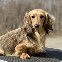 Arta - Dachshund