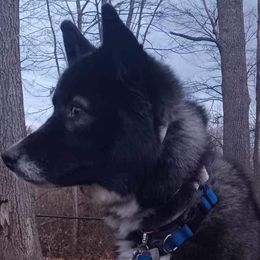 Styx - Siberian Husky