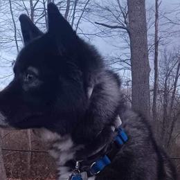 Styx - Siberian Husky