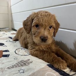 Assorted Doodle Crosses and Golden Aussiedoodle Puppies from Maria's Pups