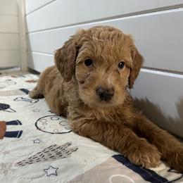 Assorted Doodle Crosses and Golden Aussiedoodle Puppies from Maria's Pups