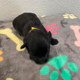 Jake - Black male Havapoo puppy in Brookings, South Dakota from Hofer Pups